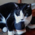 Profile photo of ariesters